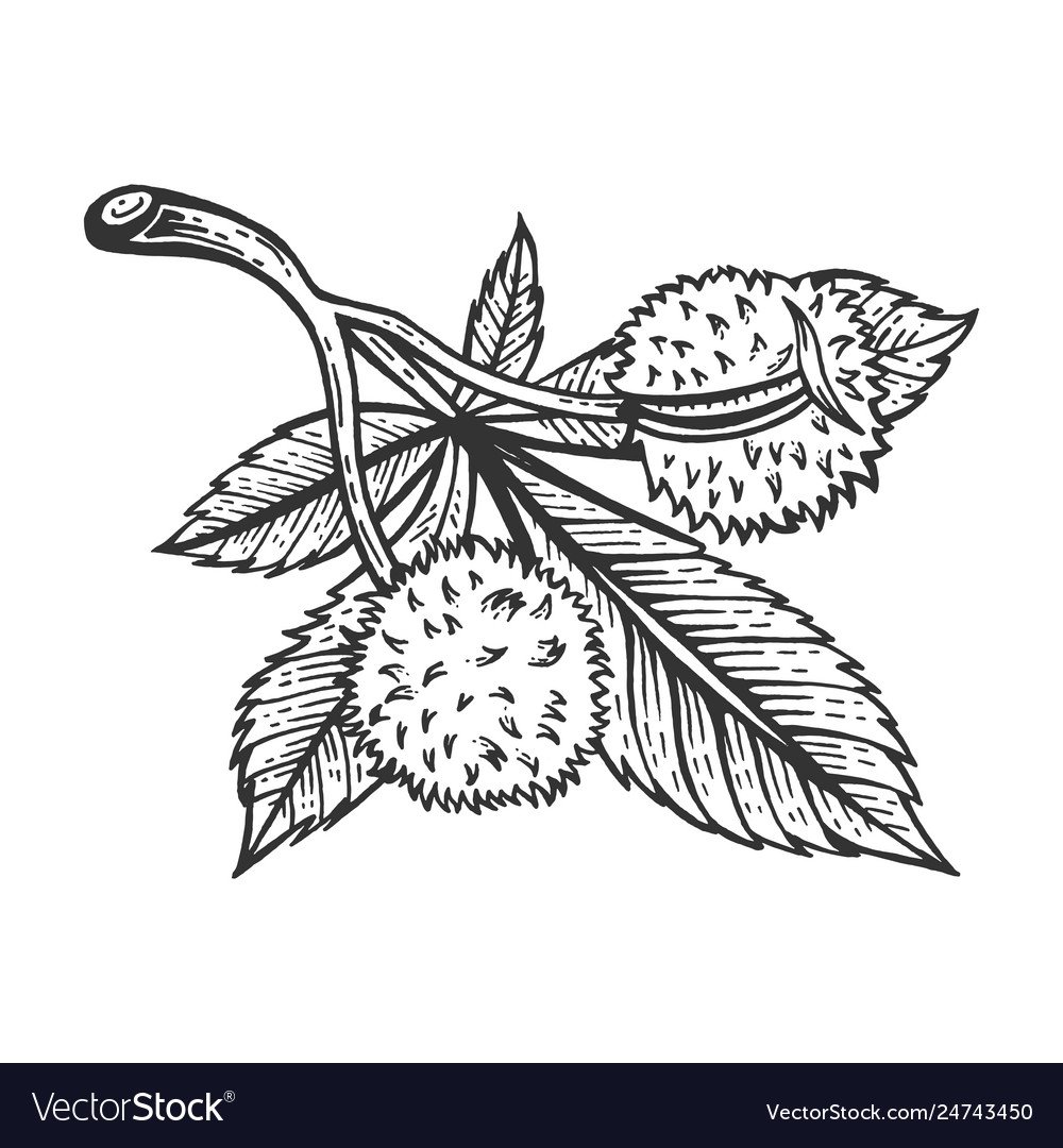 Каштан раскраска для детей