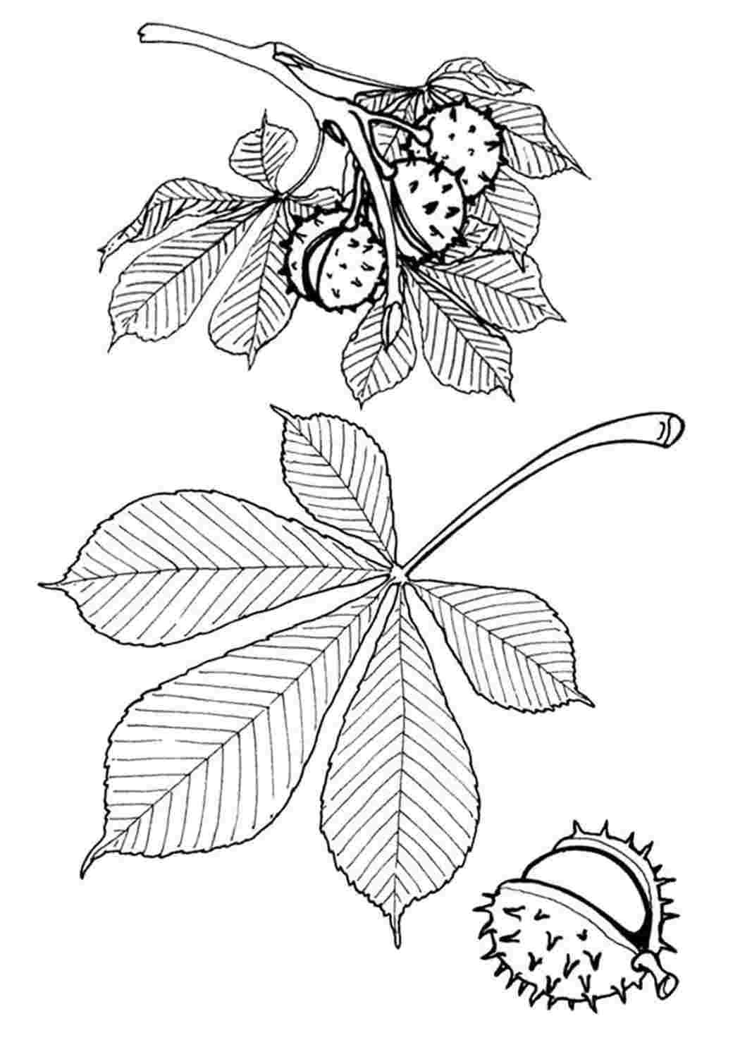 Лист каштана