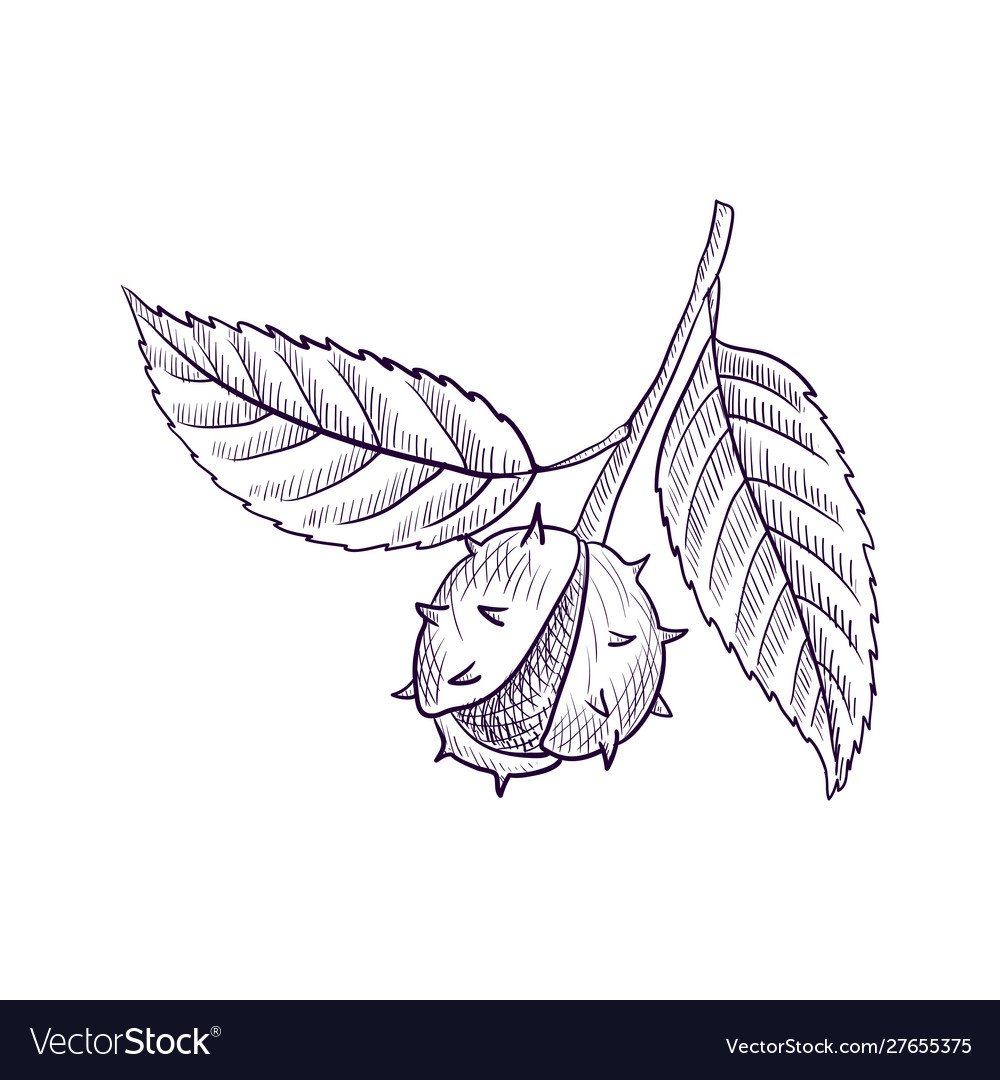 Каштан дерево