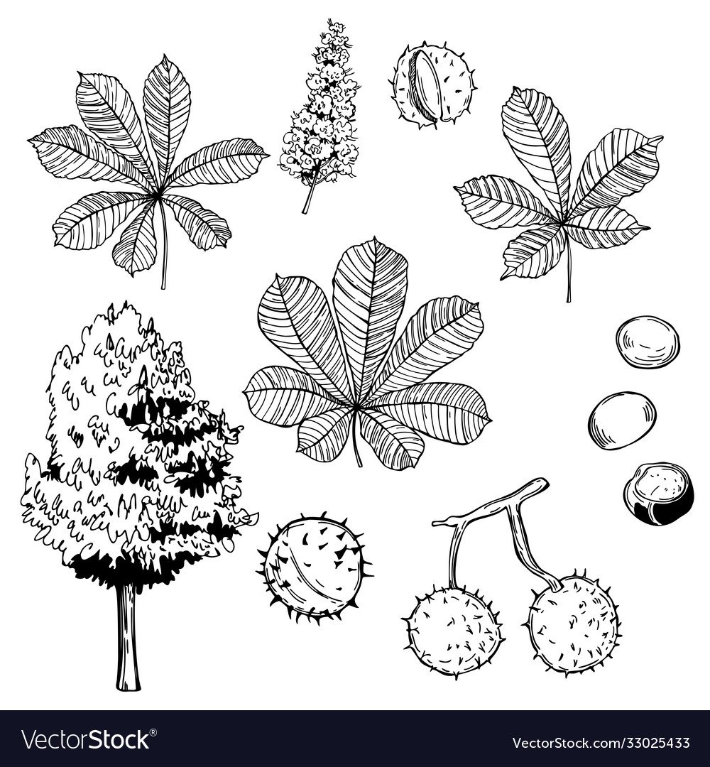 Каштан дерево