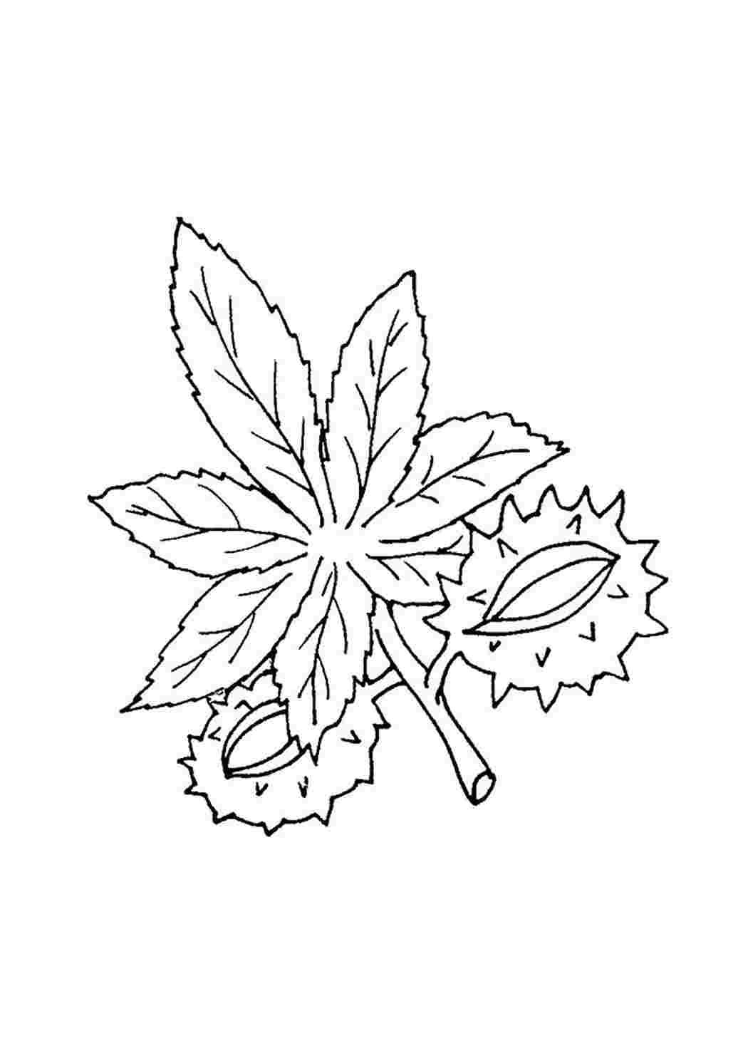 Дуб раскраска