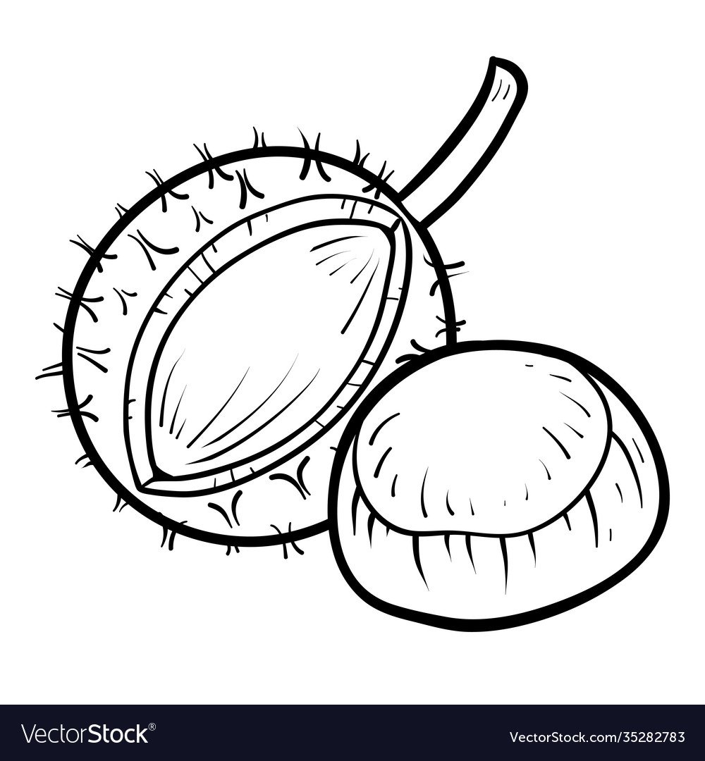 Каштан раскраска для детей