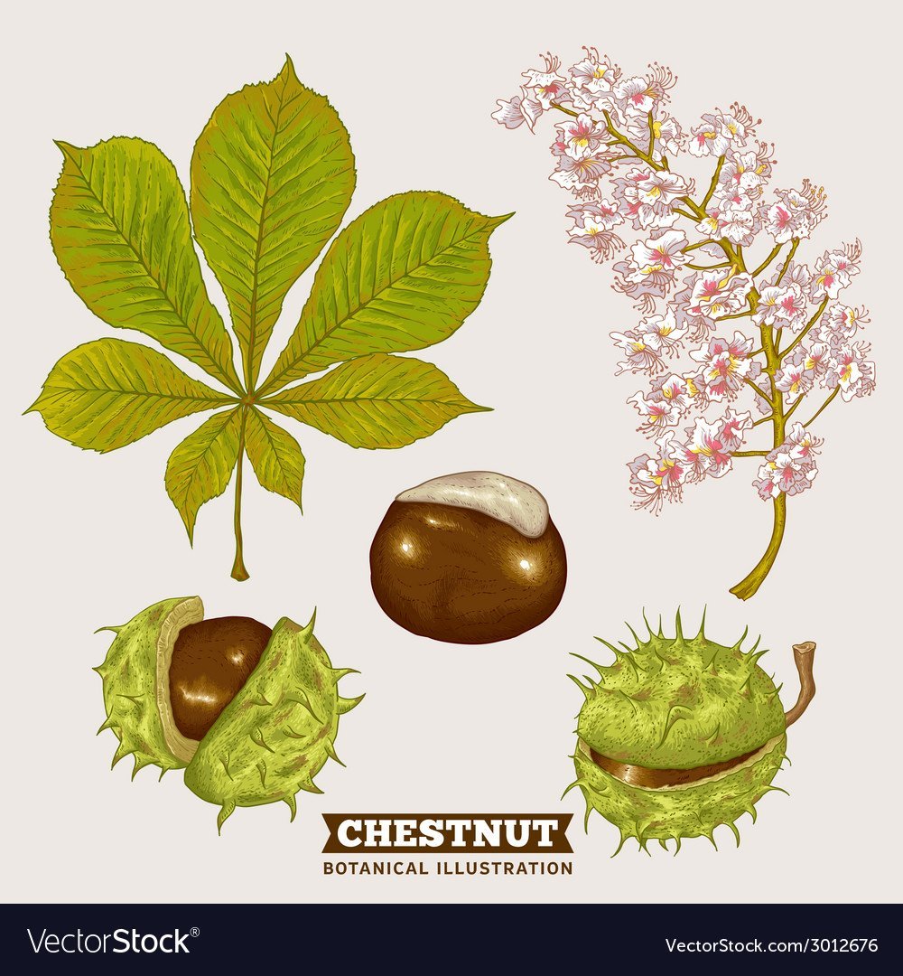 Дерево каштан раскраска для детей