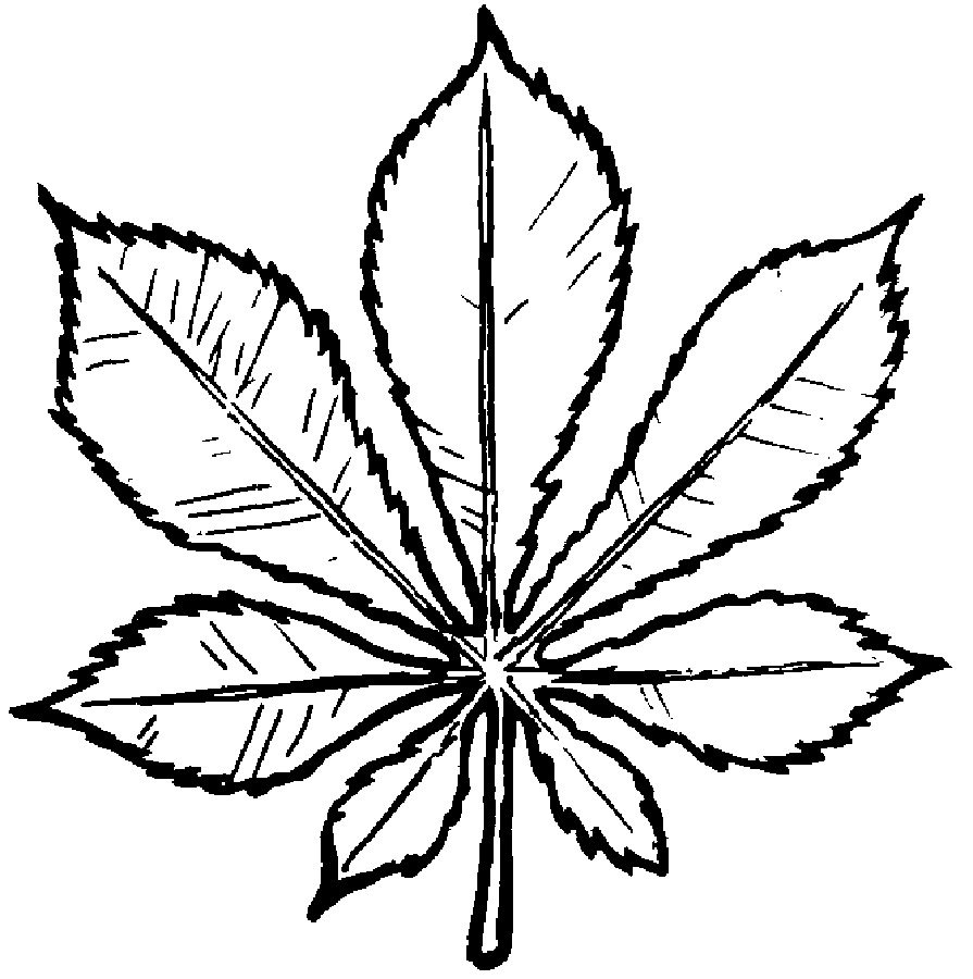 Каштан конский раскраска