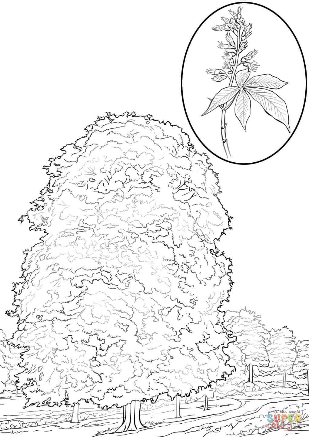 Каштан раскраска