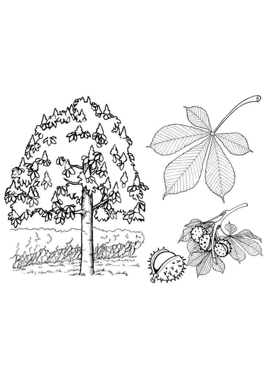 Каштан Графическое изображение