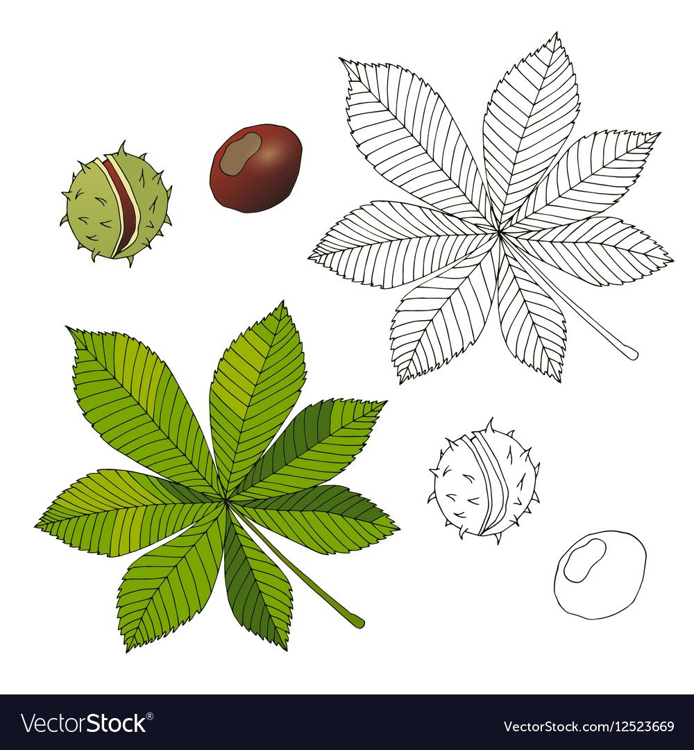 Лист каштана раскраска