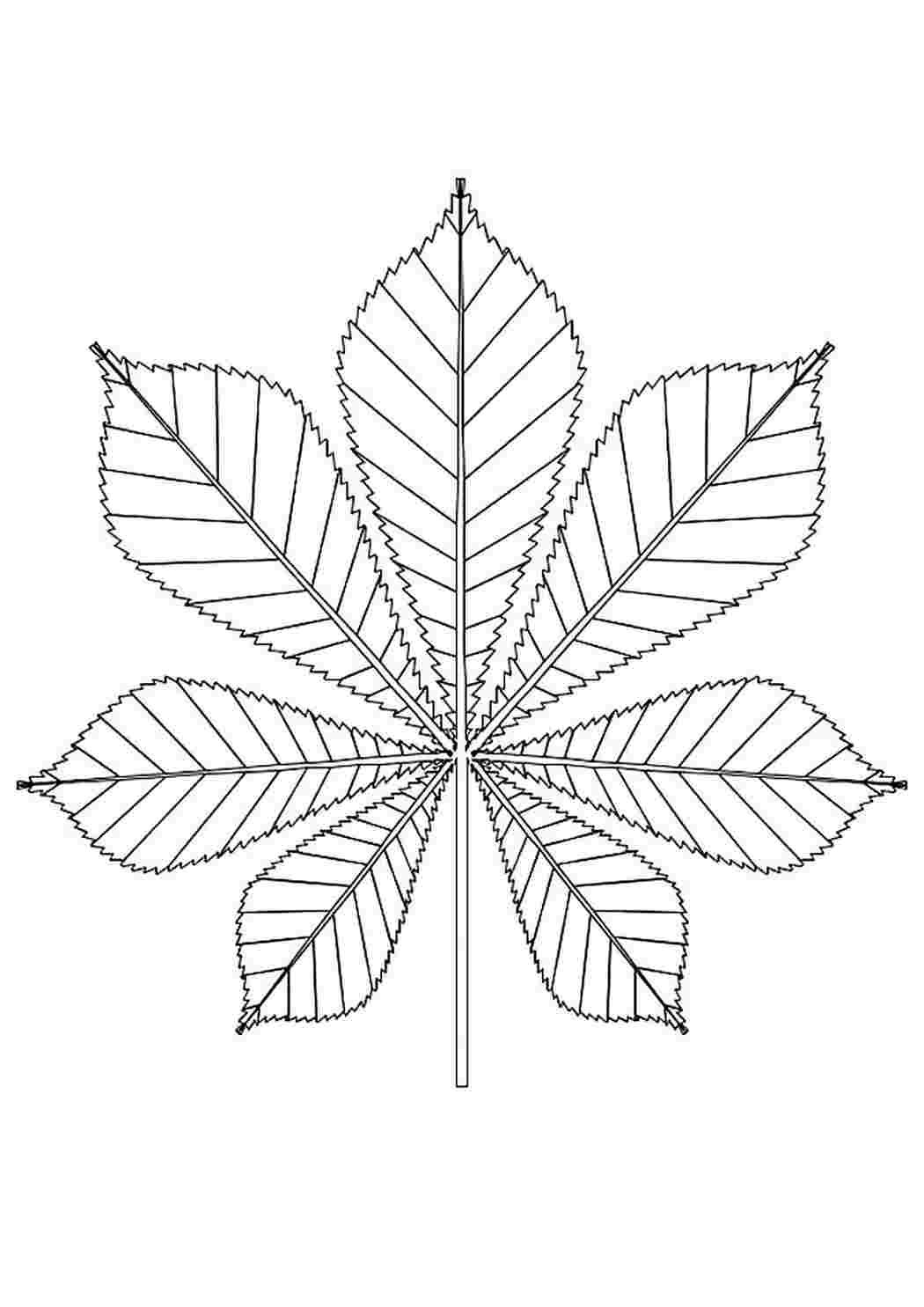 Каштановый лист раскраска