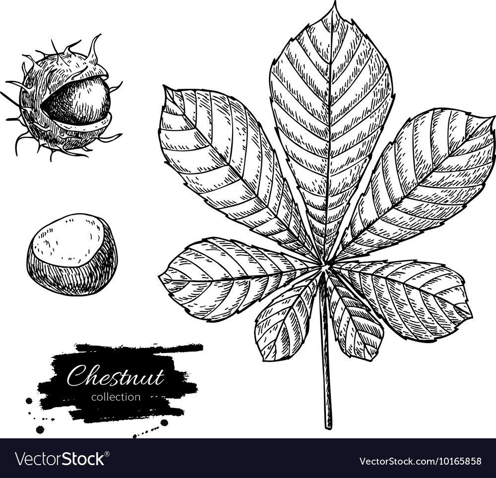 Орех раскраска