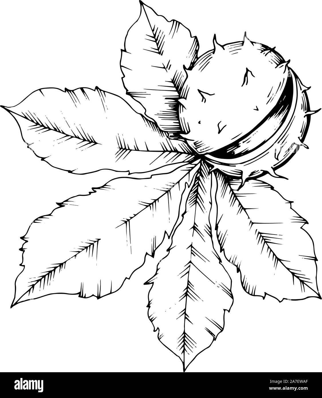 Каштан дерево вектор