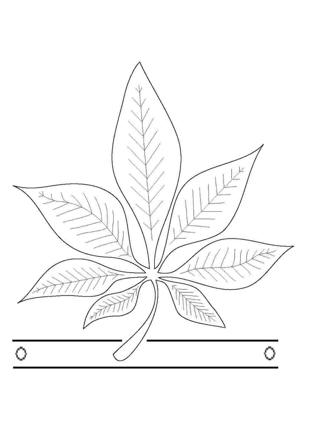 Каштан конский Фармакогнозия