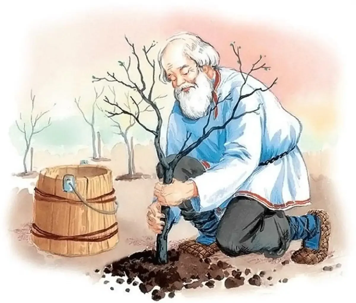 Толстой старик и яблони