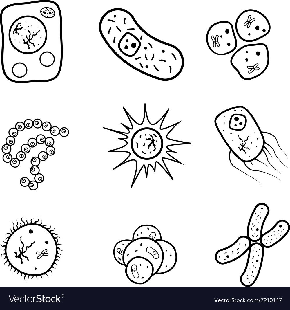 Бактерии вектор