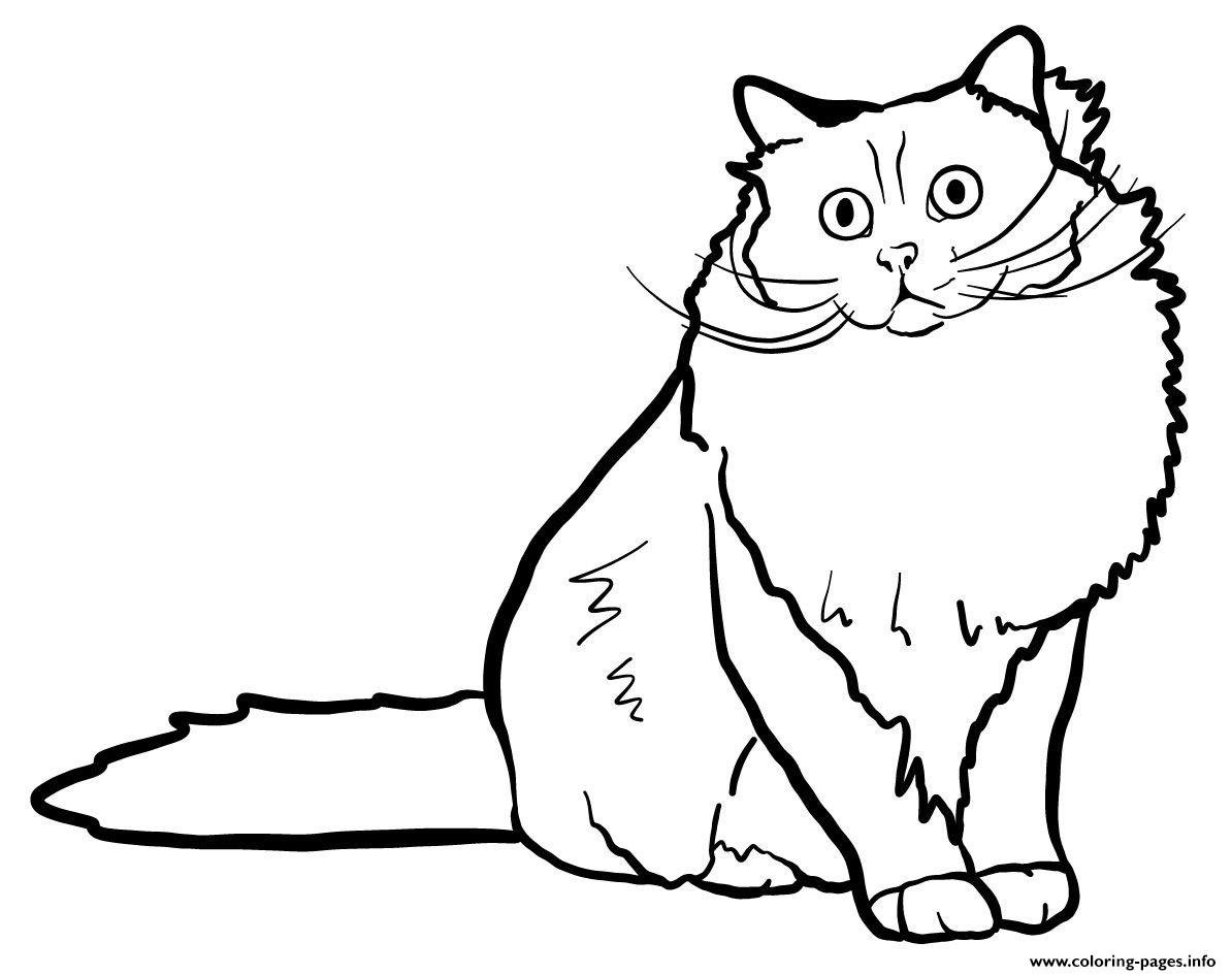 Раскраска кот вытянутый