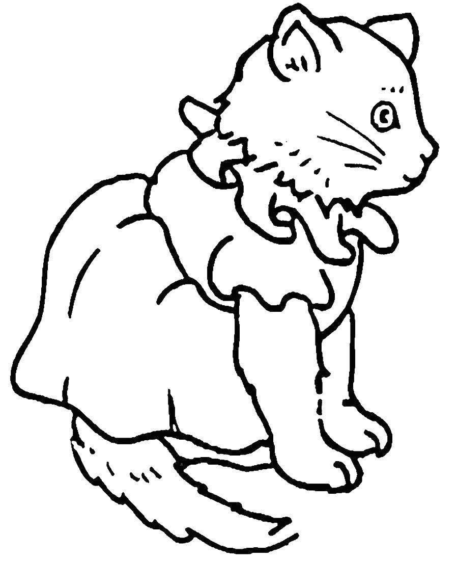 Котик в платье раскраска