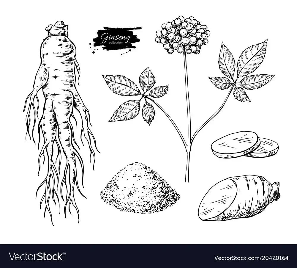 Корни дерева