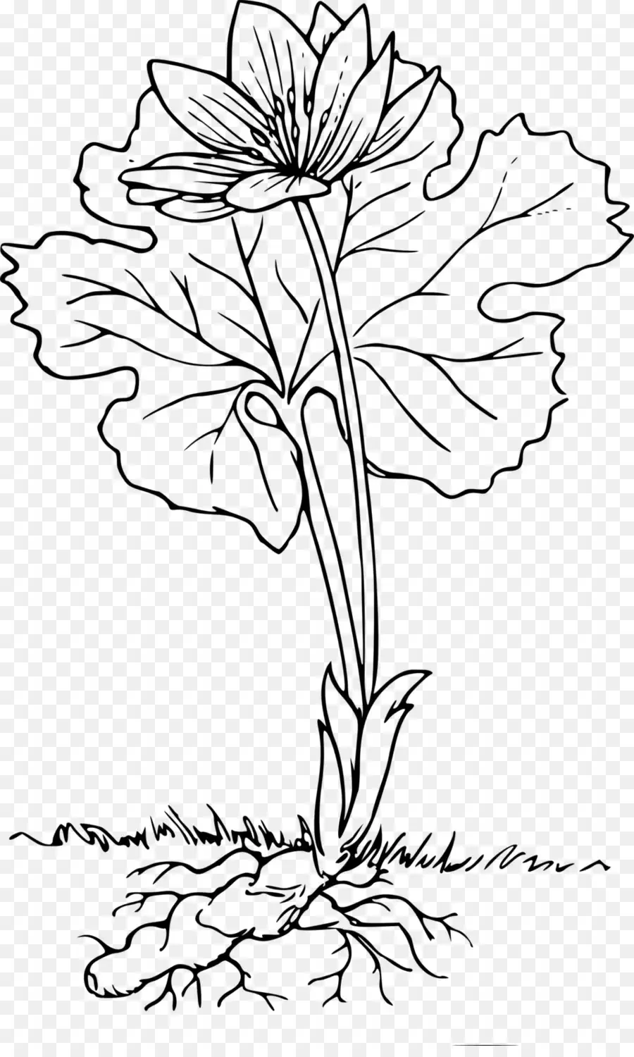 Корень растения для детей