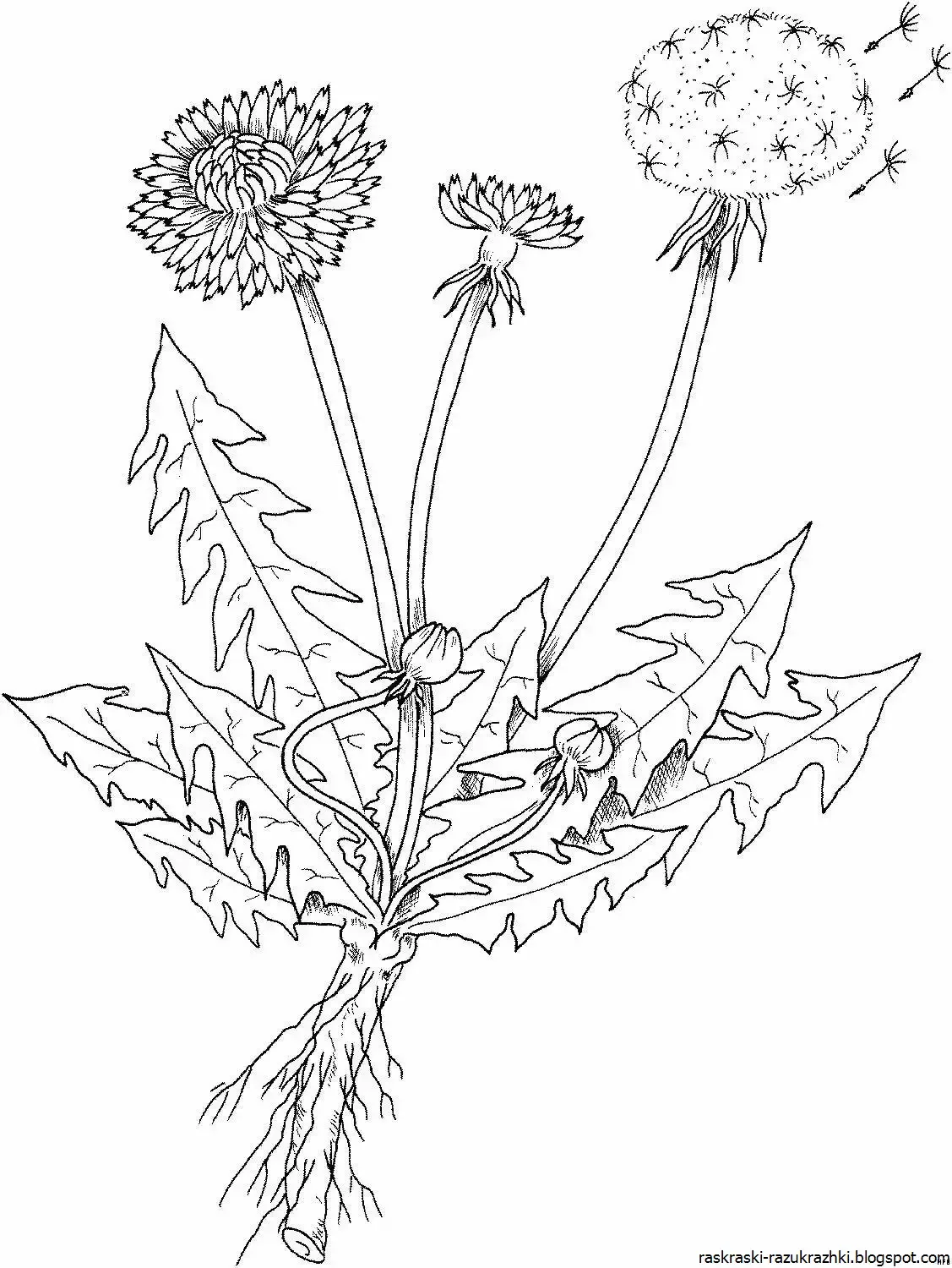 Корни растений