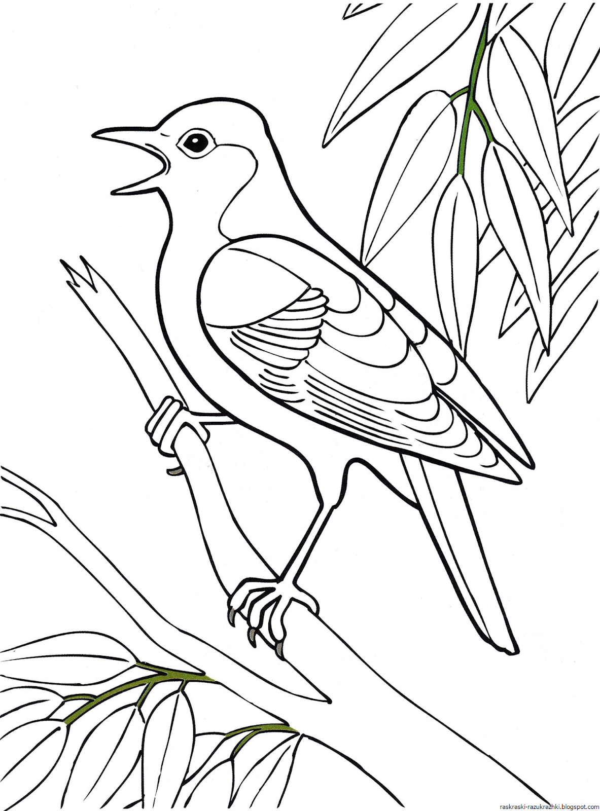 Соловей птица раскраска для детей