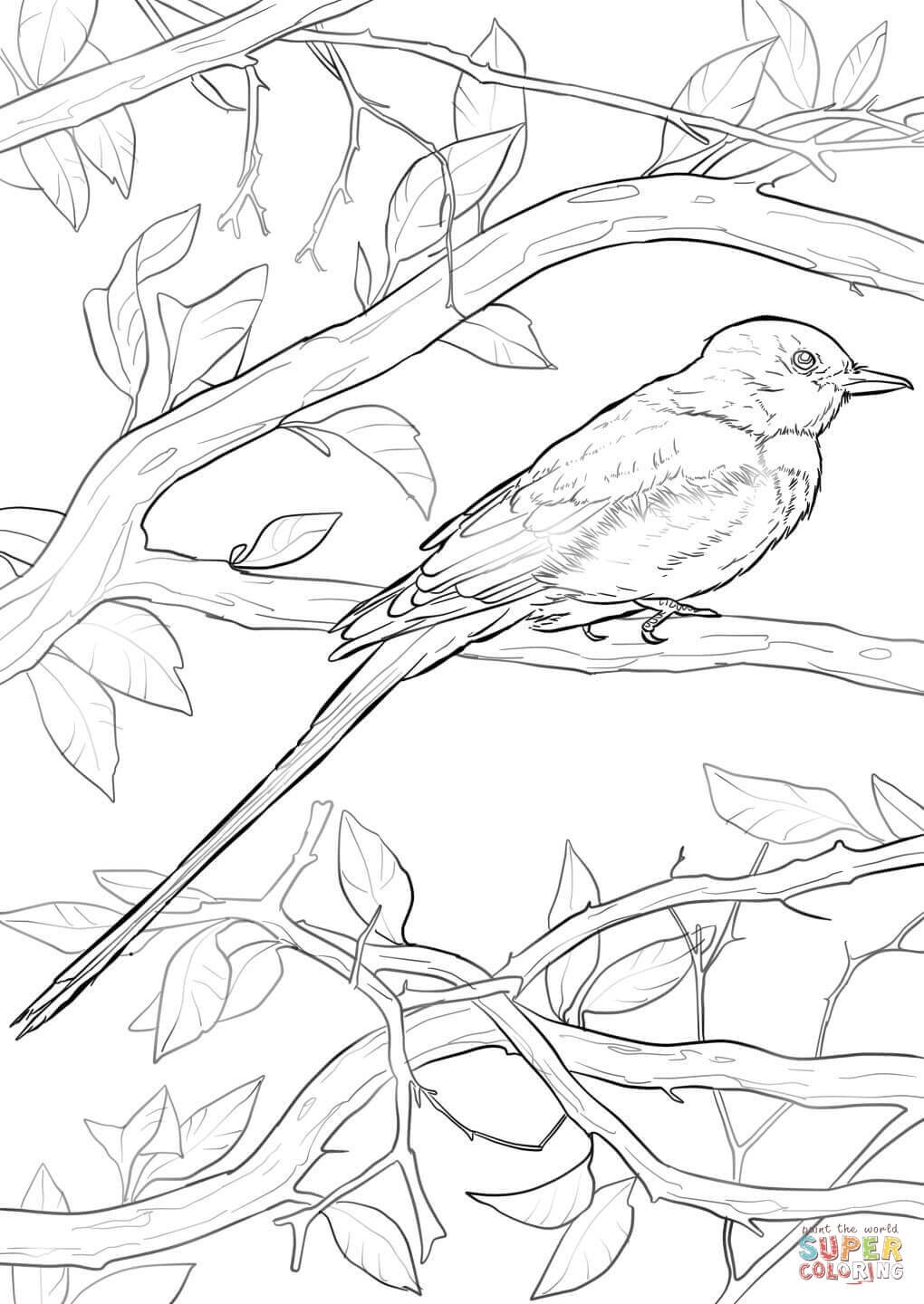 Иволга птица раскраска