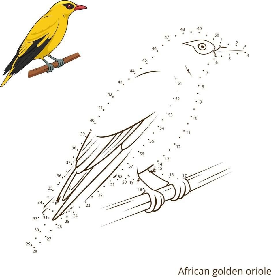 Иволга птица раскраска для детей