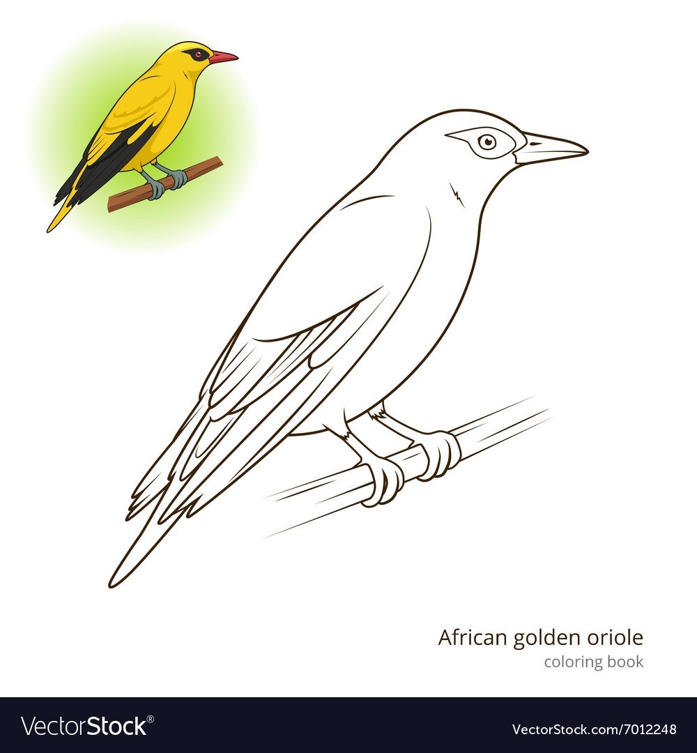 Иволга раскраска для детей