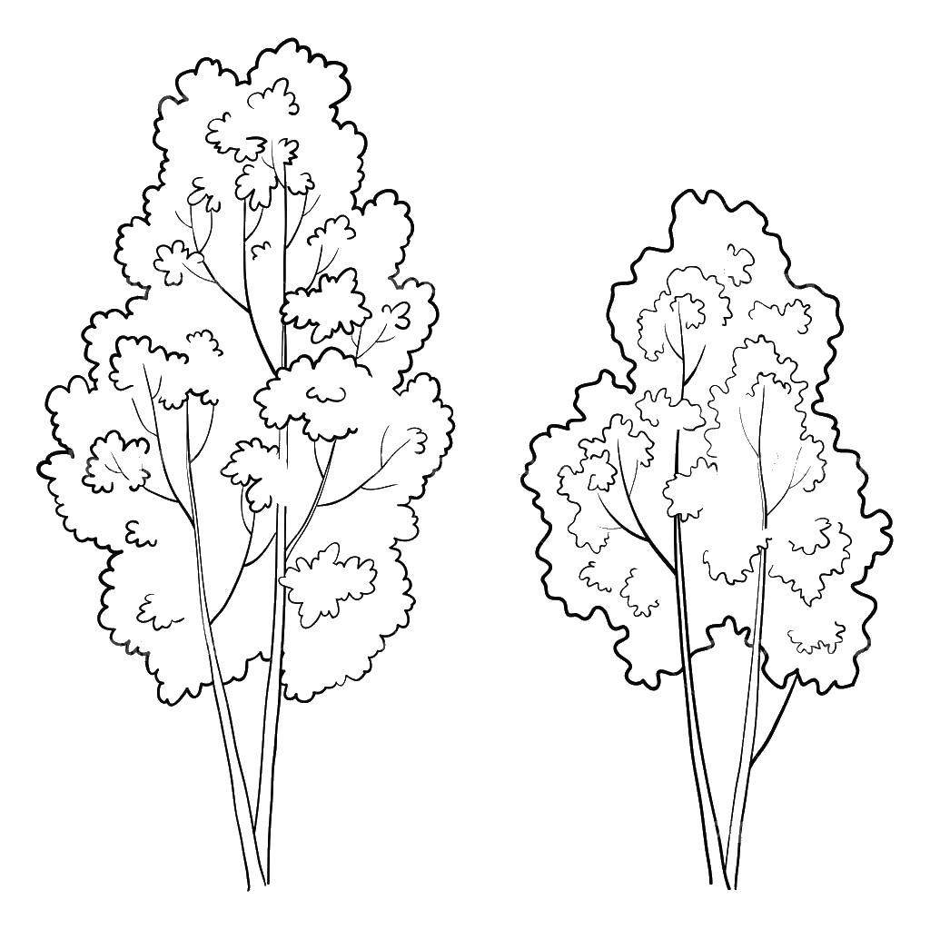 Раскраска джунгли