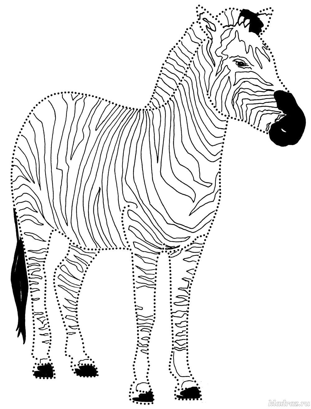 Раскраска антистресс Зебра