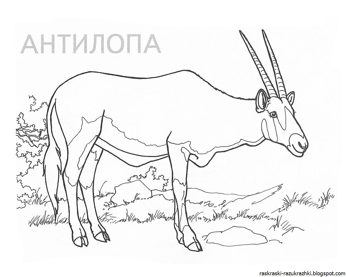 Антилопа раскраска