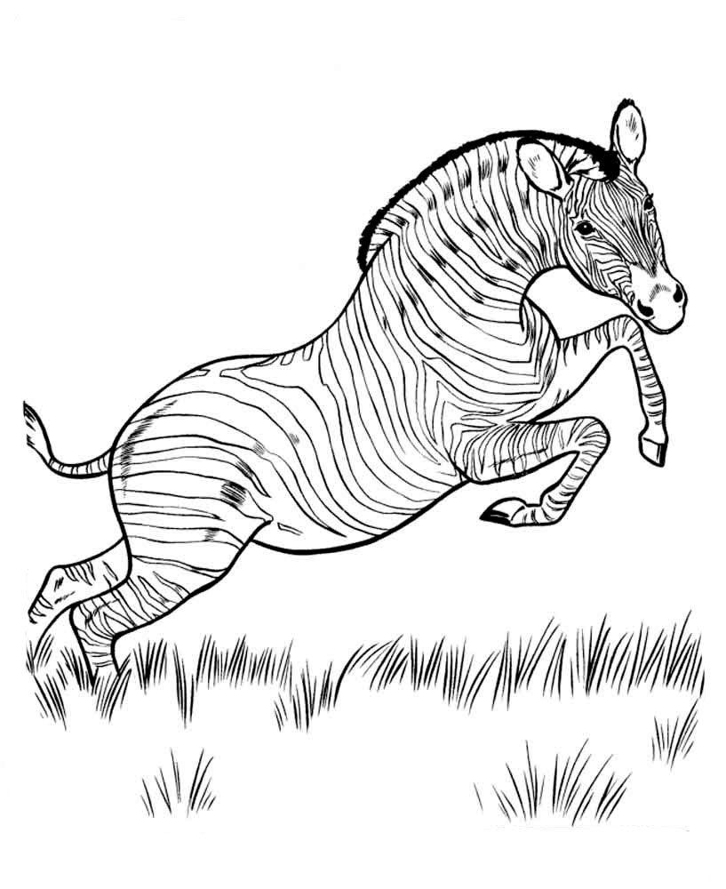 Раскраска "Дикие животные"