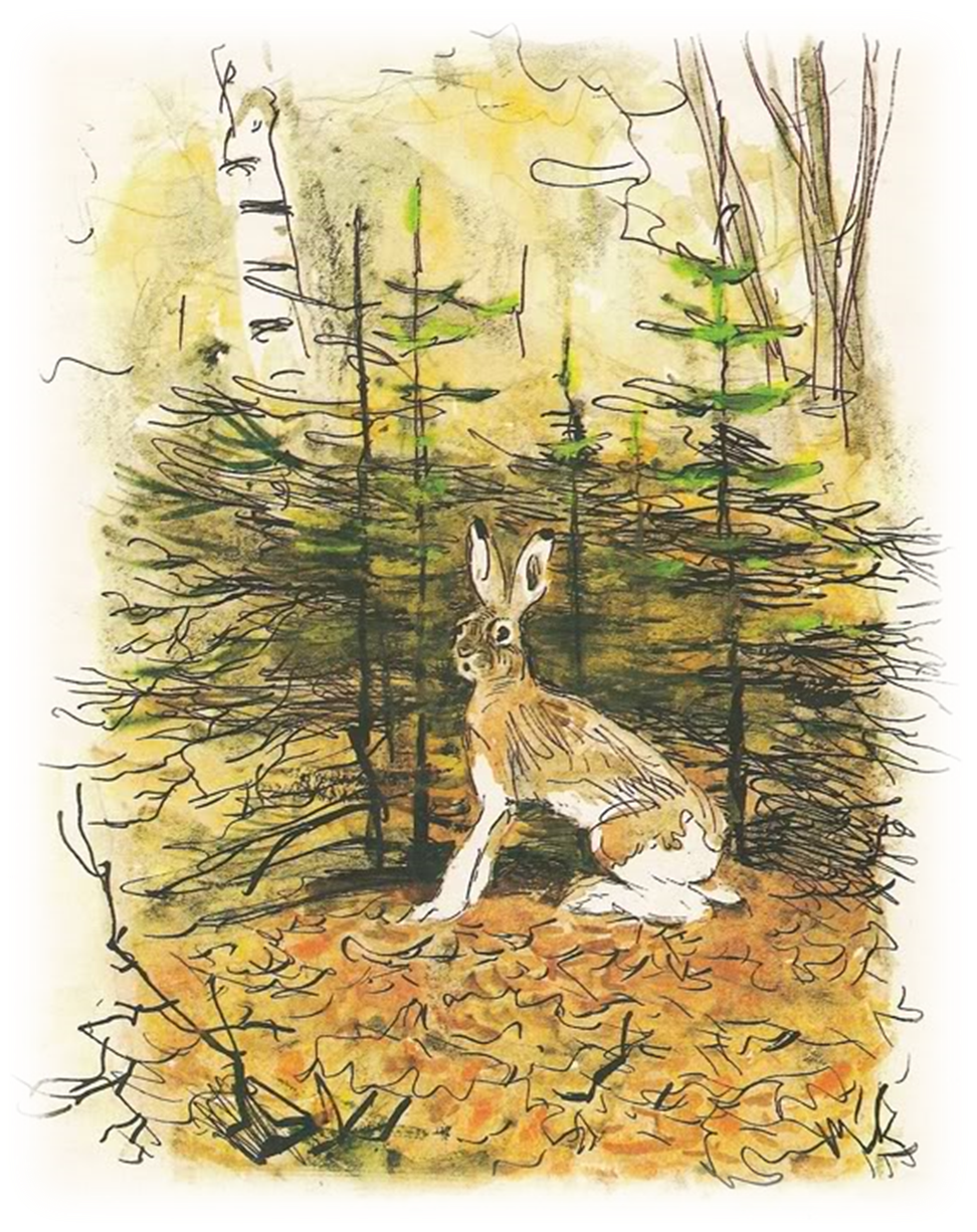 Бобр рисунок