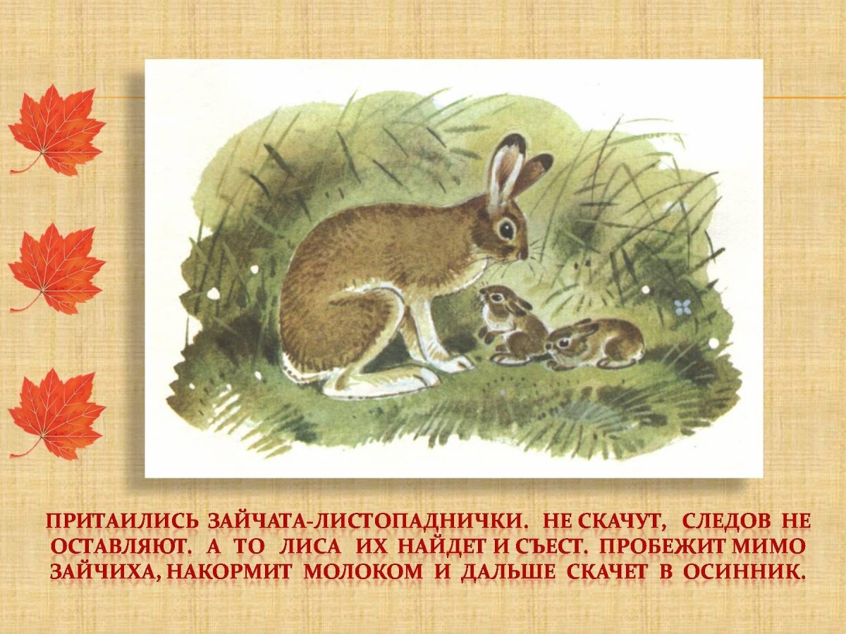 Заяц Русак раскраска для детей