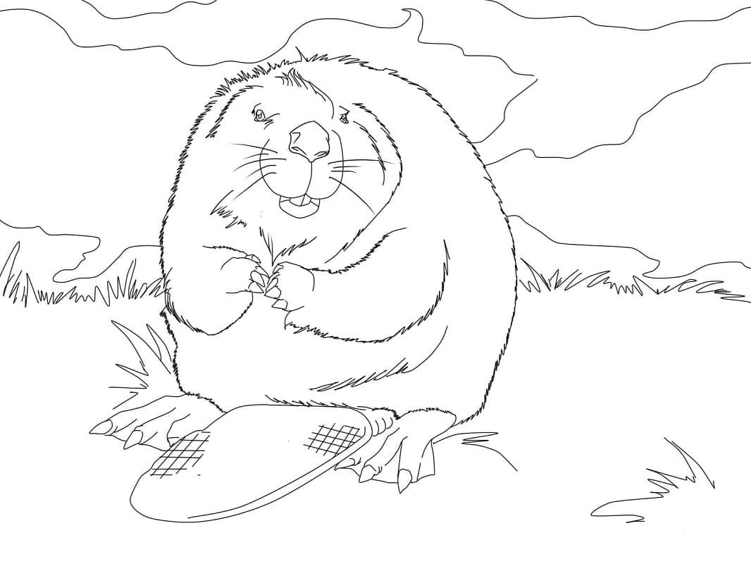 Плотина бобра раскраска для детей