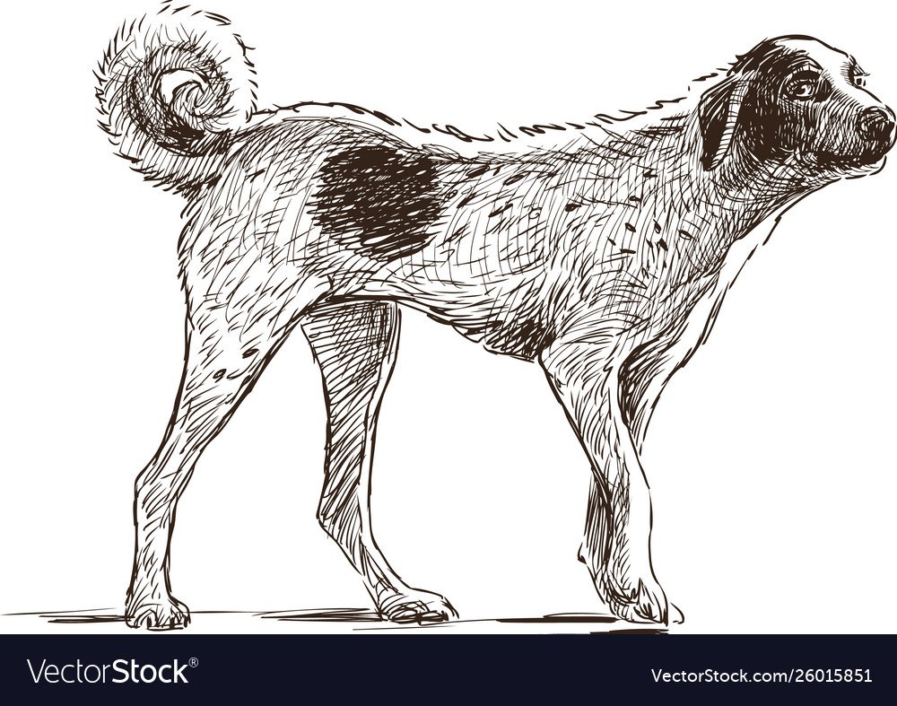 Собака дворняжка в полный рост