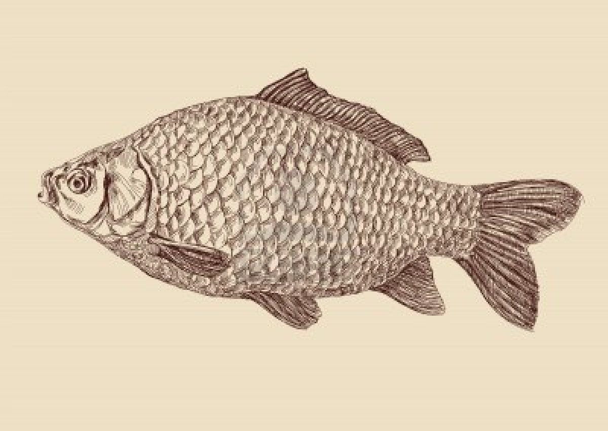Карась раскраска