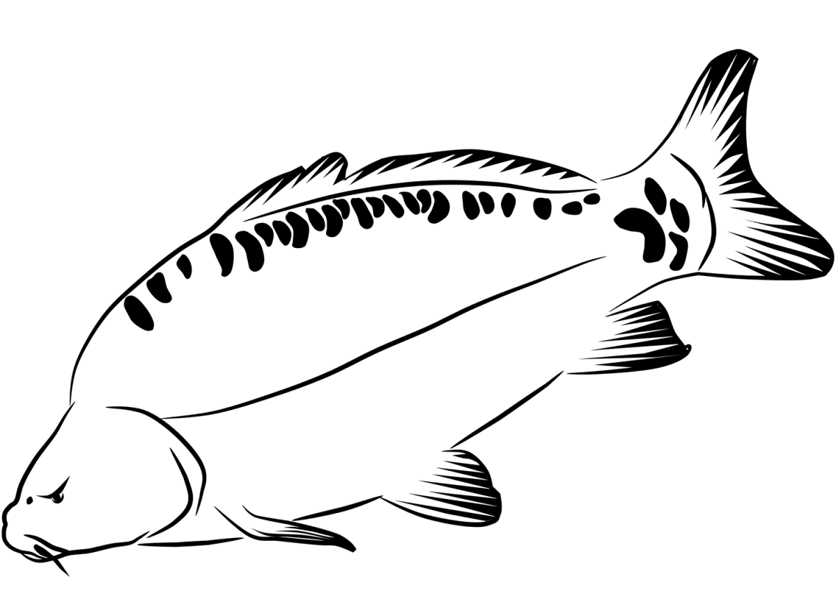 Карп раскраска для детей