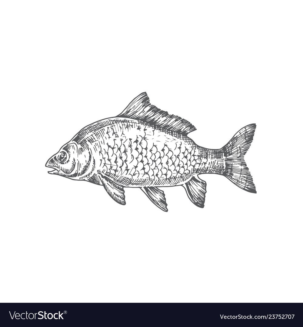 Трафарет рыбы Карп