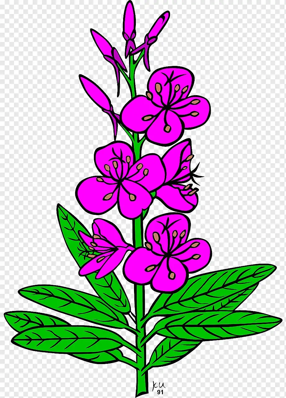 Раскраска растения Эстетика