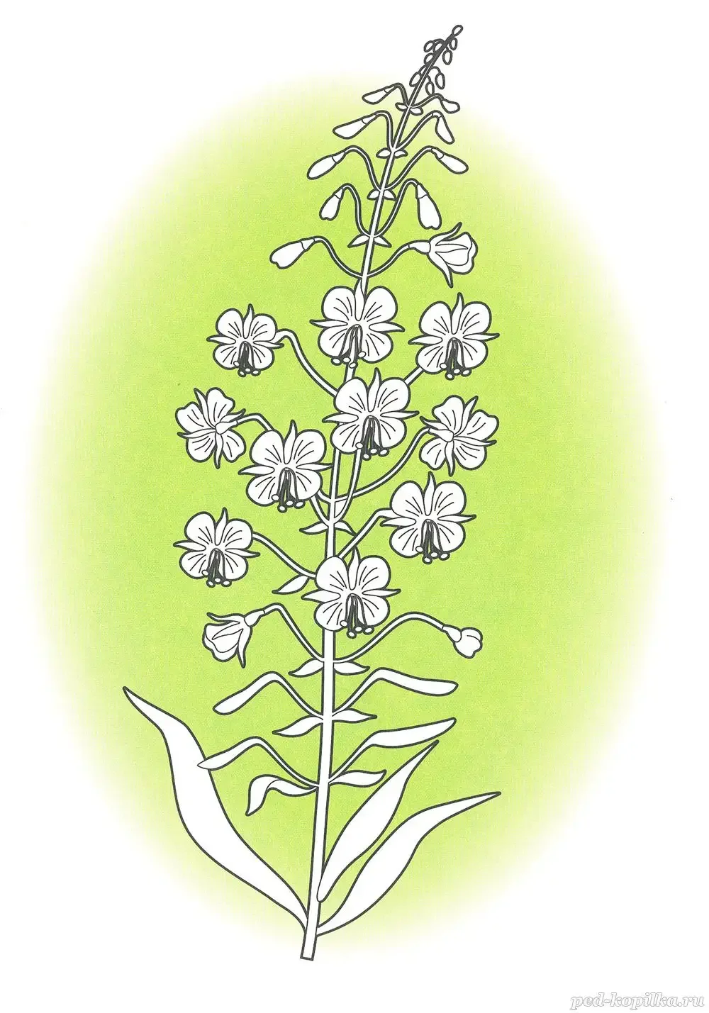 Кипрей узколистный вектор