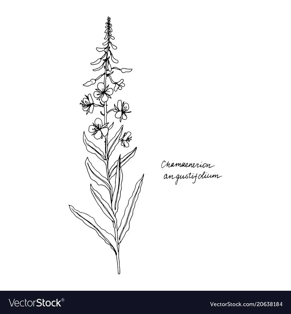 Чайный лист скетч