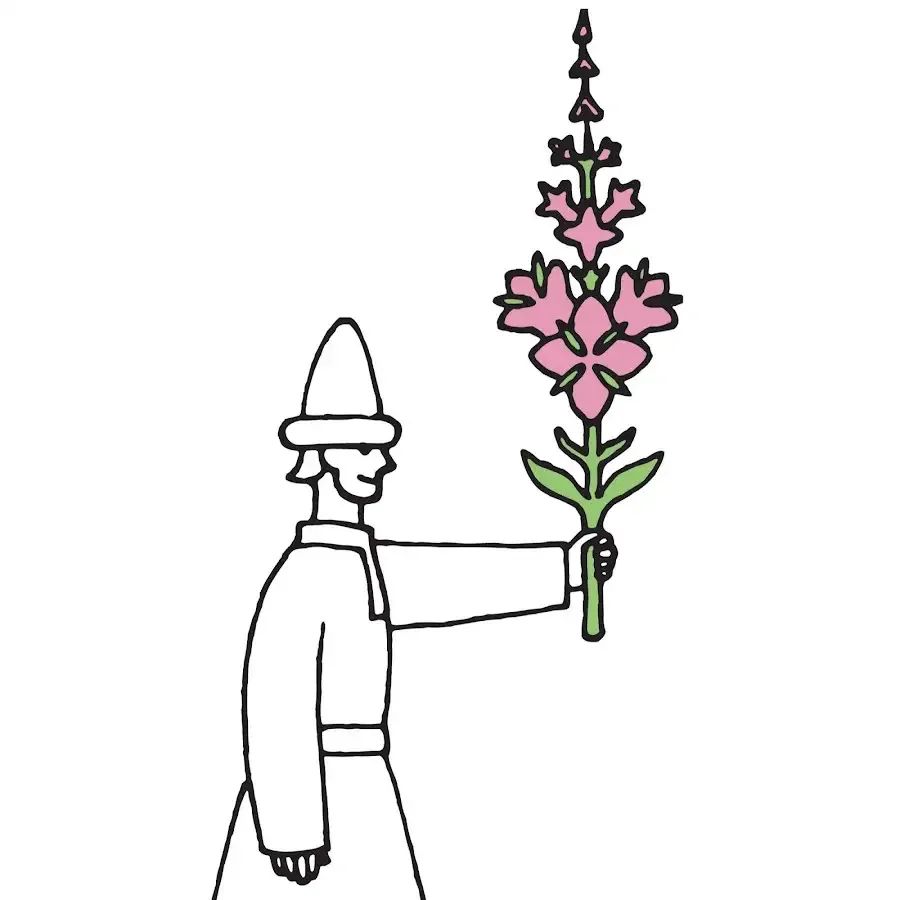 Иван-чай (кипрей) рисунок