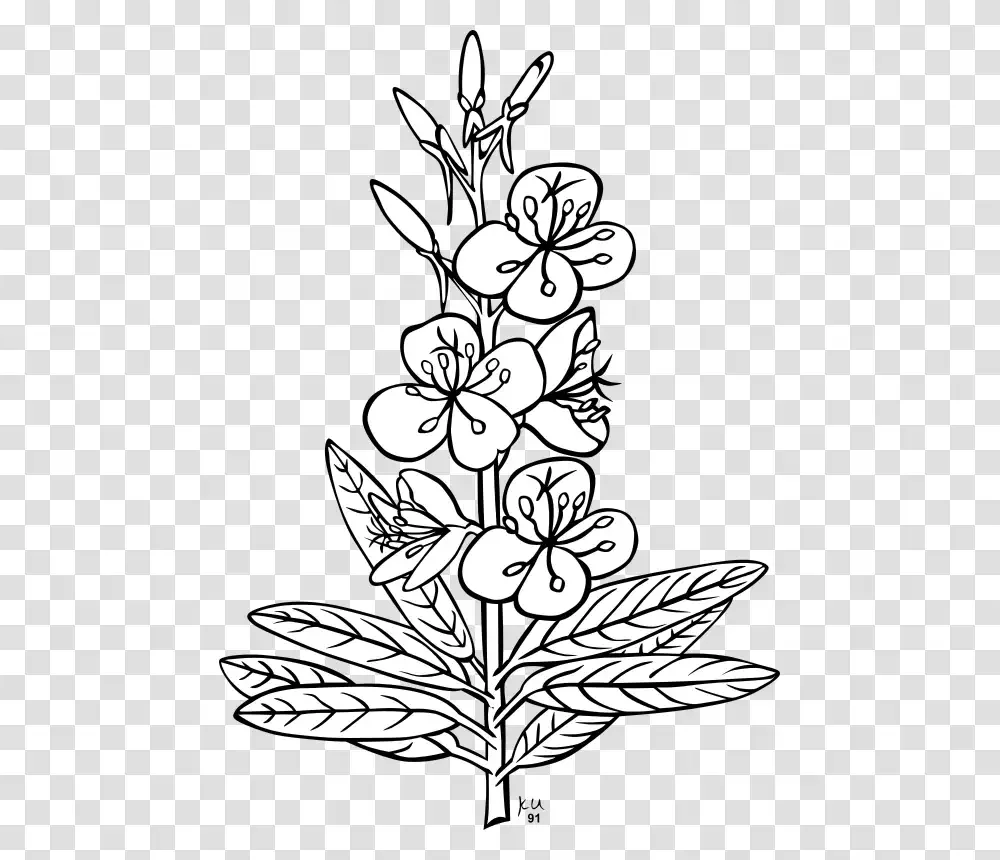 Иван чай и сосна рисунок