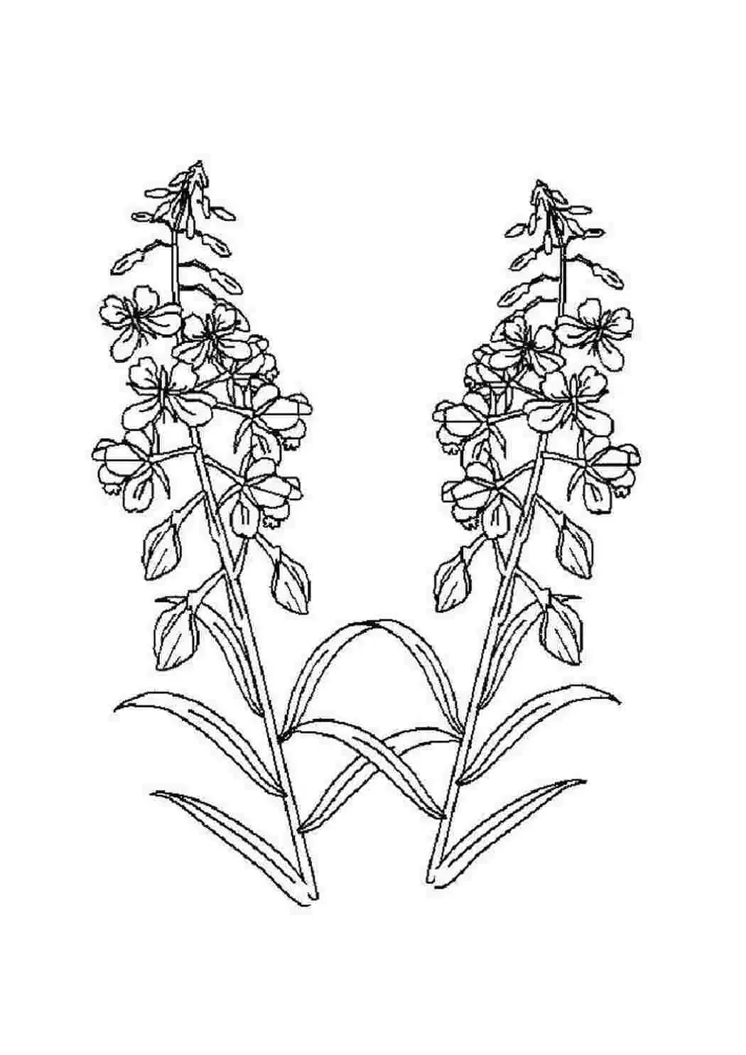 Иван-чай (кипрей) рисунок