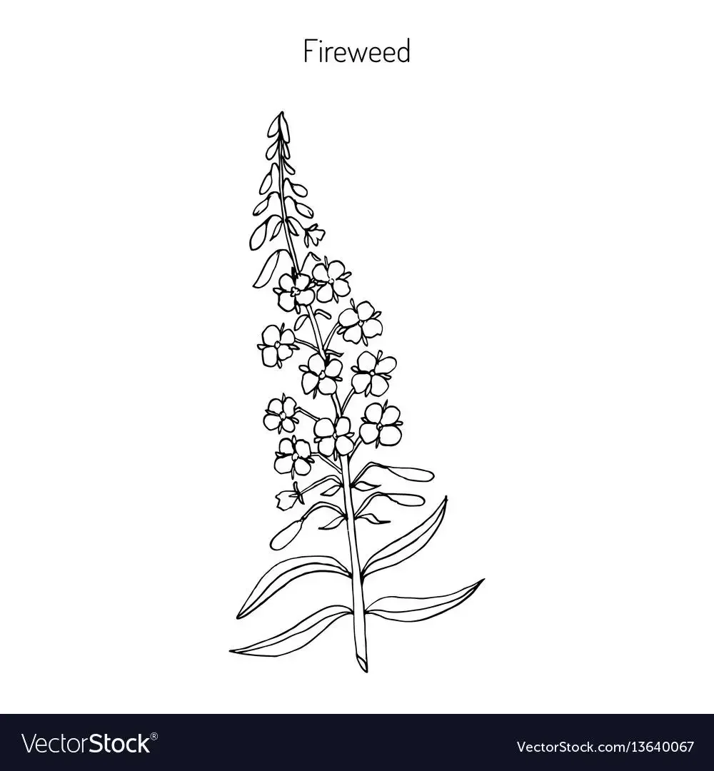 Листья чая вектор контур