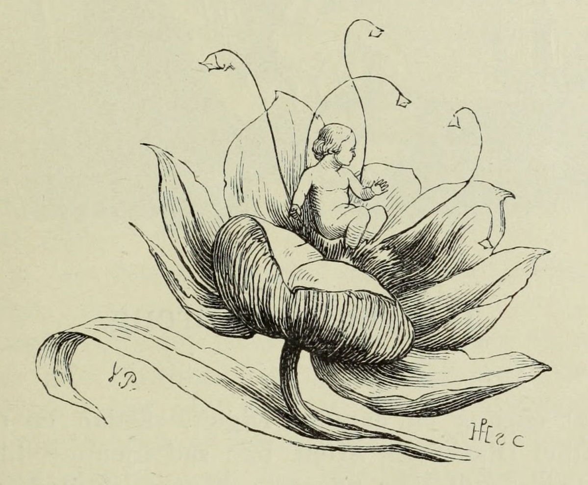 Вильхельм Педерсен Дюймовочка