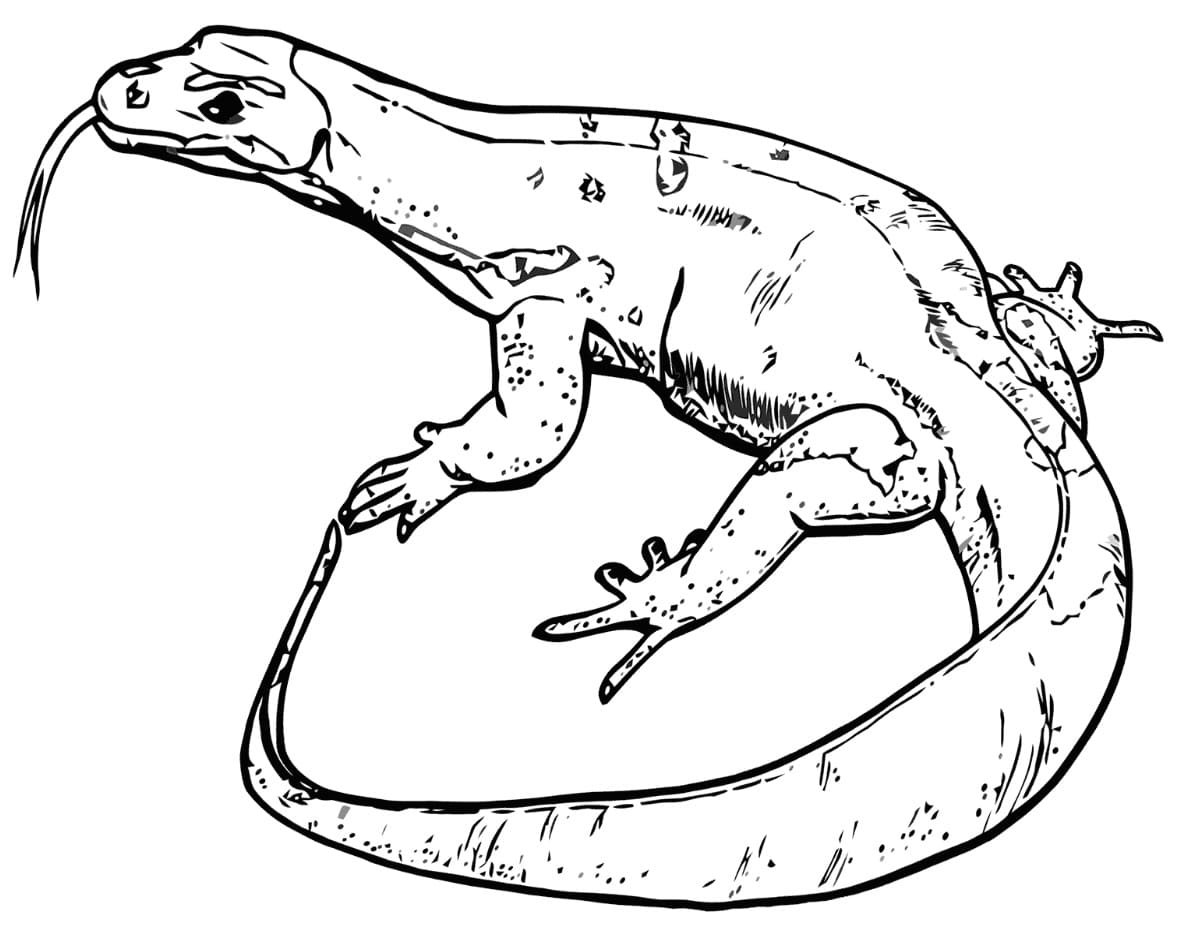 Комодский Варан раскраска