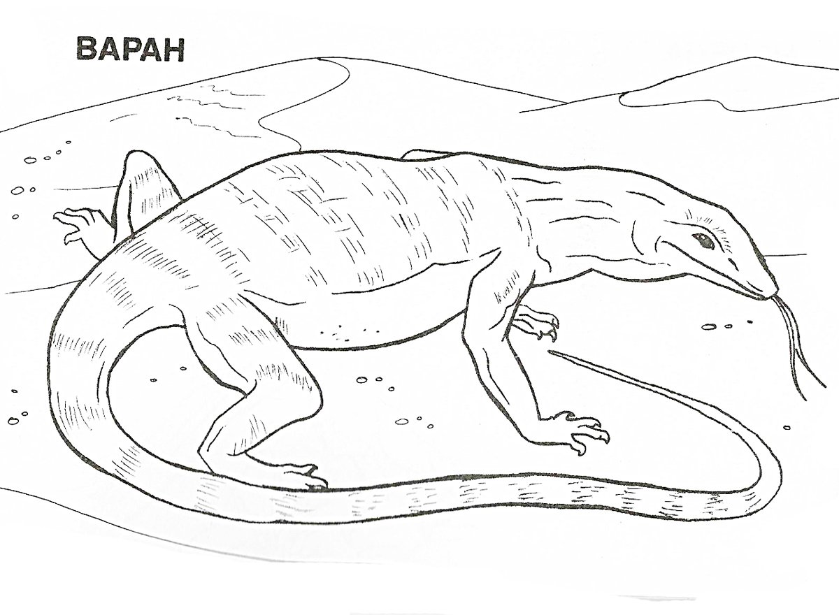 Туатара ящерица