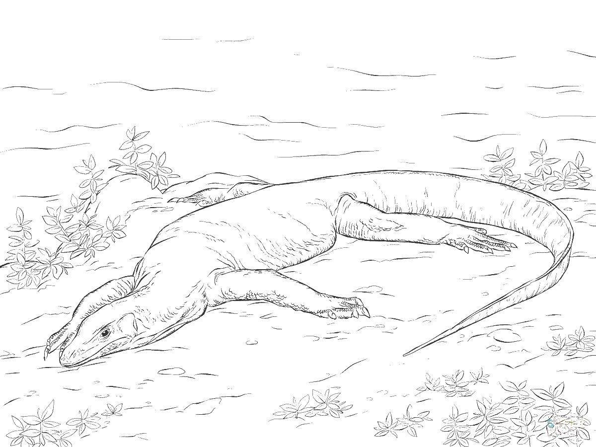 Варан раскраска для детей