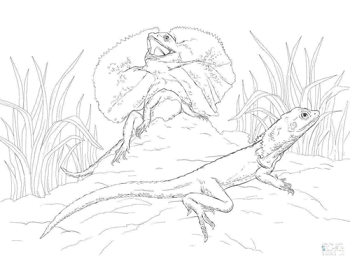 Ящерица раскраска