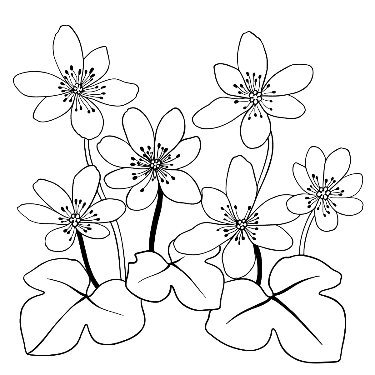 Медуница на белом фоне